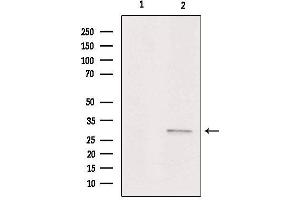 Western blot analysis of extracts from Hela, using ASAH3 Antibody.