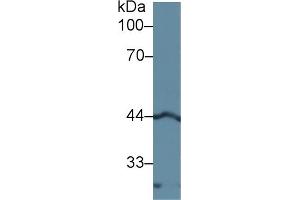 Detection of LEFTY1 in Rat Pancreas lysate using Polyclonal Antibody to Left/Right Determination Factor 1 (LEFTY1)