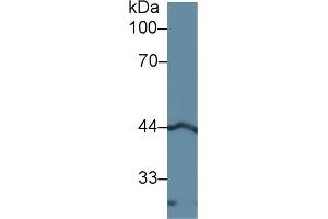 Detection of LEFTY1 in Rat Pancreas lysate using Polyclonal Antibody to Left/Right Determination Factor 1 (LEFTY1) (LEFTY1 anticorps  (AA 78-361))
