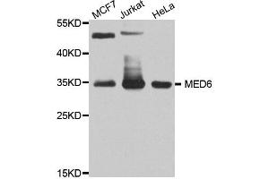 Western blot analysis of extract of various cells, using MED6 antibody. (MED6 anticorps)