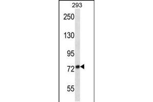 Western blot analysis in 293 cell line lysates (35ug/lane). (ADAM32 anticorps  (N-Term))