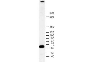 dilution: 1 : 2000, sample: rat brain homogenate (Piccolo anticorps  (AA 4439-4776))