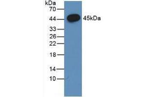 Western blot analysis of the recombinant protein. (FSHB anticorps  (AA 21-129))