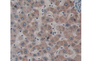 IHC-P analysis of liver tissue, with DAB staining. (Dystonin anticorps  (AA 1-252))