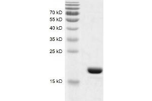 Recombinant BRD9 (130-259) protein gel.