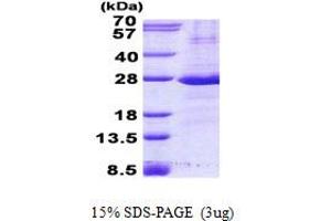Image no. 1 for Fc Fragment of IgG, Low Affinity IIa, Receptor (CD32) (FCGR2A) (AA 34-216) protein (His tag) (ABIN6387117)
