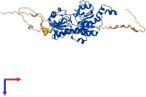 AlphaFold protein structure predicition of Mouse Recombinant Ctbp1 Protein, UniprotID O88712
