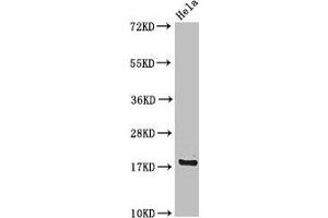 Western Blot Positive WB detected in: Hela whole cell lysate All lanes: RPS15 antibody at 4 μg/mL Secondary Goat polyclonal to rabbit IgG at 1/50000 dilution Predicted band size: 18 kDa Observed band size: 18 kDa (RPS15 anticorps  (AA 63-137))