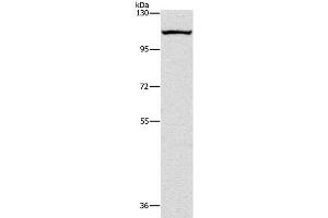 Western Blot analysis of K562 cell using CAPRIN1 Polyclonal Antibody at dilution of 1:200 (Caprin-1 anticorps)