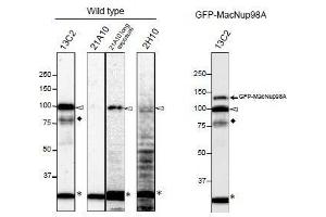 Western Blotting (WB) image for anti-Nucleoporin 98kDa (NUP98) (GLFG Motif), (N-Term) antibody (ABIN2452064) (NUP98 anticorps  (GLFG Motif, N-Term))
