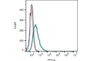 Cell surface detection of CALHM2 by direct flow cytometry in live intact human Raji B-cell lymphoblast cell line: + Rabbit IgG Isotype Control-FITC (ABIN7582044). (CALHM2 anticorps  (Extracellular) (FITC))