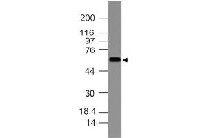 Image no. 1 for anti-Keratin 77 (KRT77) (AA 133-346) antibody (ABIN5027493) (Keratin 77 anticorps  (AA 133-346))
