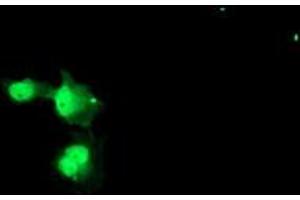 Image no. 7 for anti-Negative Regulator of Ubiquitin-Like Proteins 1 (NUB1) (AA 1-326) antibody (ABIN1490743)