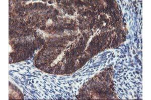 Image no. 4 for anti-TNF Receptor-Associated Protein 1 (TRAP1) antibody (ABIN1501500) (TRAP1 anticorps)