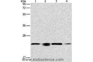 Western blot analysis of 293T, hela, PC3 and NIH/3T3 cell, using PRDX2 Polyclonal Antibody at dilution of 1:750 (Peroxiredoxin 2 anticorps)