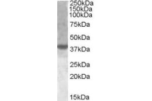 Image no. 2 for anti-X-Box Binding Protein 1 (XBP1) (Internal Region) antibody (ABIN374982) (XBP1 anticorps  (Internal Region))