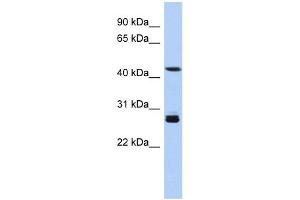 SYT9 antibody used at 1 ug/ml to detect target protein. (SYT9 anticorps  (Middle Region))