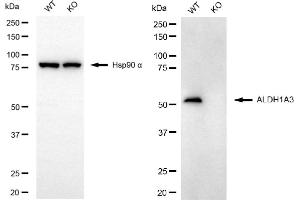 anti-Aldehyde Dehydrogenase 1 Family, Member A3 (ALDH1A3) antibody