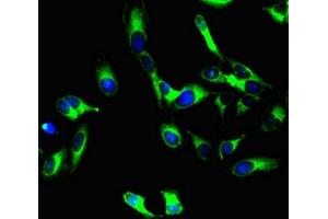 Immunofluorescent analysis of Hela cells using ABIN7163728 at a dilution of 1:100 and Alexa Fluor 488-congugated AffiniPure Goat Anti-Mouse IgG(H+L).