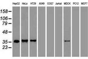 Western blot analysis of extracts (35 µg) from 9 different cell lines by using anti-CDX2 monoclonal antibody.