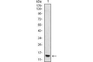 Western Blotting (WB) image for anti-Histone Cluster 2, H4a (HIST2H4A) antibody (ABIN5942184) (Histone Cluster 2, H4a (HIST2H4A) anticorps)
