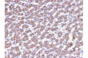 Formalin-fixed, paraffin-embedded human Liver stained with Prohibitin Mouse Monoclonal Antibody (PHB/3228). (Prohibitin anticorps  (AA 167-261))