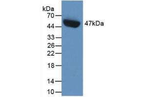 Western Blot; Sample: Recombinant PAI1, Human. (PAI1 anticorps  (AA 25-402))