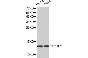 Western blot analysis of extracts of various cell lines, using APOC2 antibody. (Apolipoprotein C-II anticorps  (AA 1-101))