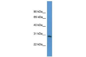 WB Suggested Anti-TNFRSF4  Antibody Titration: 0.