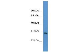 WB Suggested Anti-TNFRSF4  Antibody Titration: 0. (TNFRSF4 anticorps  (Middle Region))