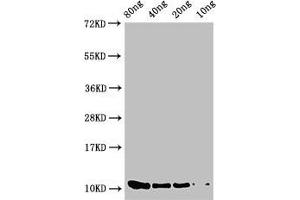 Western Blot Positive WB detected in Recombinant protein All lanes: prgJ antibody at 2 μg/mL Secondary Goat polyclonal to rabbit IgG at 1/50000 dilution Predicted band size: 11 kDa Observed band size: 11 kDa (PrgJ (AA 1-101) anticorps)