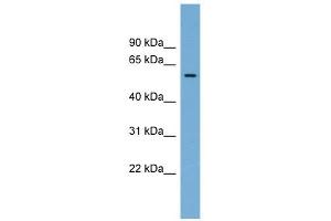 IFI44 antibody used at 1 ug/ml to detect target protein. (IFI44 anticorps  (Middle Region))