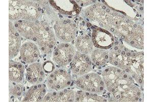 Image no. 9 for anti-OTU Domain, Ubiquitin Aldehyde Binding 1 (OTUB1) antibody (ABIN1499930)