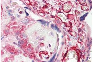 Image no. 2 for anti-V-Set and Immunoglobulin Domain Containing 10 (VSIG10) (AA 107-156) antibody (ABIN6749740) (VSIG10 anticorps  (AA 107-156))