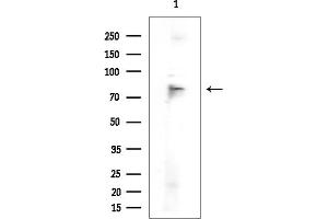 anti-SMAD Specific E3 Ubiquitin Protein Ligase 2 (SMURF2) (Internal Region) antibody