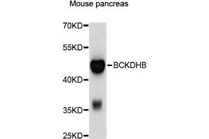 Western blot analysis of extracts of mouse pancreas, using BCKDHB antibody (ABIN4903026) at 1:1000 dilution. (BCKDHB anticorps)