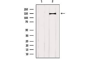 Western blot analysis of extracts from Mouse brain, using CNTNAP4 Antibody. (CNTNAP4 anticorps  (C-Term))