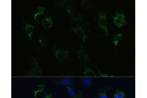 Immunofluorescence analysis of C6 cells using STX1A Polyclonal Antibody at dilution of 1:100 (40x lens). (STX1A anticorps)
