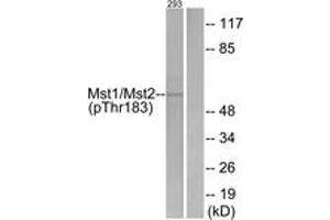 Western blot analysis of extracts from 293 cells treated with H2O2 100uM 15', using Mst1/2 (Phospho-Thr183) Antibody. (MST1/MST2 (AA 149-198), (pThr183) anticorps)