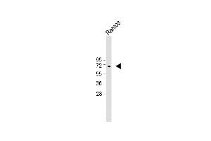 Anti-KNG1 Antibody (N-term) at 1:1000 dilution + Ramos whole cell lysate Lysates/proteins at 20 μg per lane. (KNG1 anticorps  (N-Term))