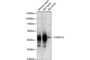 Western blot analysis of extracts of various cell lines, using CKMT1A Antibody  at 1:1000 dilution.