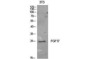 Western Blotting (WB) image for anti-Fibroblast Growth Factor 17 (FGF17) (Internal Region) antibody (ABIN3181409) (FGF17 anticorps  (Internal Region))