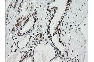 Image no. 4 for anti-Zinc Finger and SCAN Domain Containing 18 (ZSCAN18) antibody (ABIN1501857) (ZSCAN18 anticorps)