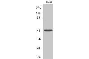 Western Blotting (WB) image for anti-Endothelin Receptor Type A (EDNRA) (C-Term) antibody (ABIN3175031) (Endothelin-1 Receptor anticorps  (C-Term))