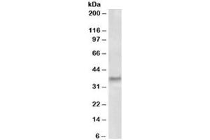 Western blot testing of human tonsil lysate with GCH1 antibody at 0. (GCH1 anticorps)
