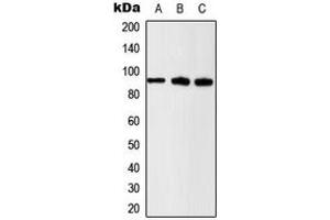 Western blot analysis of Beta-catenin (pS37) expression in U2OS (A), HeLa (B), NIH3T3 (C) whole cell lysates.