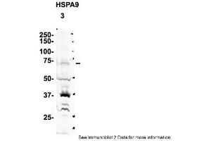 HSPA9 anticorps  (C-Term)