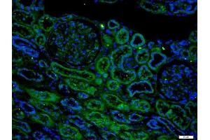 Paraformaldehyde-fixed, paraffin embedded human kidney, Antigen retrieval by boiling in sodium citrate buffer (pH6) for 15min, Block endogenous peroxidase by 3% hydrogen peroxide for 20 minutes, Blocking buffer (normal goat serum) at 37°C for 30min, Antibody incubation with AQP1 Polyclonal Antibody, Unconjugated  at 1:200 overnight at 4°C, followed by a conjugated secondary -AF488) at [1:500] for 90 minutes and DAPI staining of the nuclei.