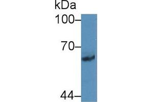 Western blot analysis of Rat Cerebrum lysate, using Human PCDHb2 Antibody (2 µg/ml) and HRP-conjugated Goat Anti-Rabbit antibody ( (PCDHb2 anticorps  (AA 54-291))