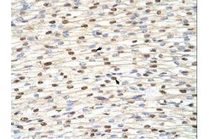 anti-Interleukin enhancer-binding factor 3 (ILF3) (AA 41-90) antibody